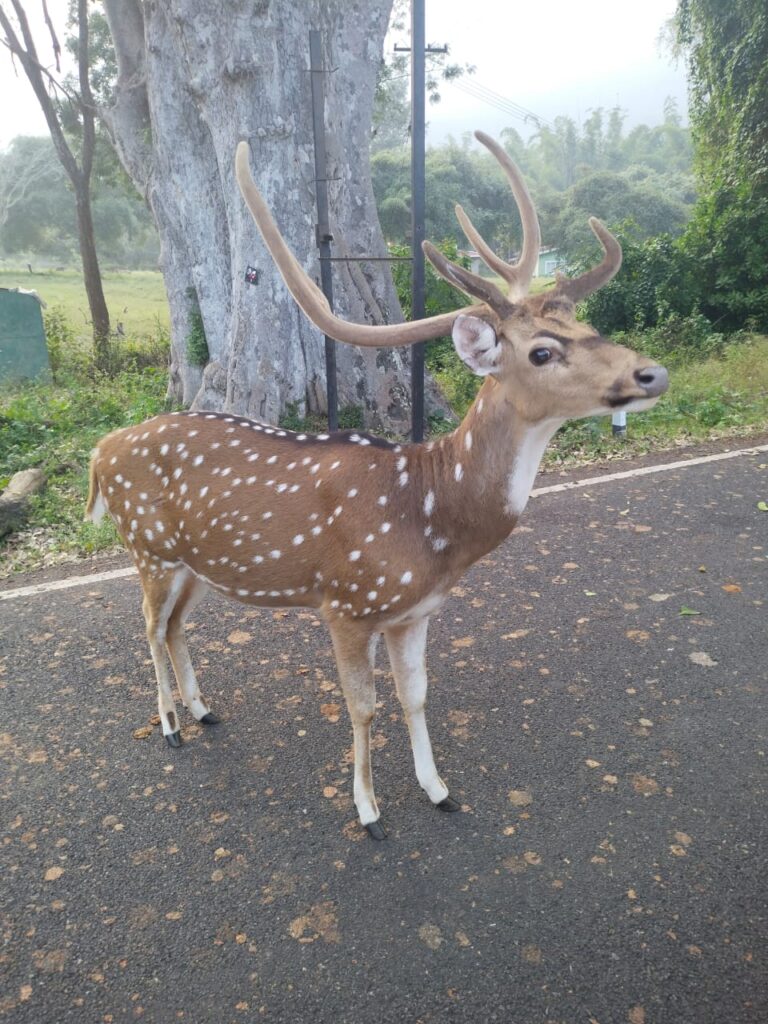 Trekking in Kodaikanal | Kodaikanal Trekking | Adventure in Kodaikanal | Tour Packages in Kodaikanal | Best Travels in Kodaikanal | Local Tour Packages in Kodaikanal | Kodaikanal Holidays | Kodaikanal Tourism |Travels in Kodaikanal | Kodaikanal Travels | Cab Rentals in Kodaikanal | Car Booking in Kodaikanal | Room Booking in Kodaikanal | Hotel  Booking in Kodaikanal | Cottages in Kodaikanal | Resorts in Kodaikanal | Hotels and Resorts in Kodikanal | Camp Fire in Kodiakanal | Kodaikanal Resorts | Kodaikanal Hotels | Group Tours | Corporate Tours | Kodaikanal Package Tours | Kodaikanal sightseeing tour package| Kodaikanalk Cab Rentals | Kodiakanal Adventure | Jeep Safari in Kodaikanal | Forest Safari in Kodaikanal | Night Safari in Kodaikanal |Kodaikanal local tours|Honeymoon Packages| Honeymoon package in kodaikanal|kodaikanal Tour package | Kodaikanal Tours | Kodaikanal Sightseeing | Kodaikanal | Kodaikanal Hotels | Kodaikanal Budget Hotels | Kodaikanal Economy Hotels | Kodaikanal |Kodaikanal Hotels rates below 500| Budget cottages in Kodaikanal with rates | Kodaikanal Car Rental |Car Rental Kodaikanal |Taxi in Kodaikanal | Kodaikanal Taxi Service | Kodaikanal Cabs |South India Tours | Madurai Tours | Rameshwaram Tours | Kanyakumari Tours | Munnar Tours | Alleppey tours | Kerala tours | Thekkady tours


Jeep Safari Kodaikanal | Kodaikanal Jeep Safari | Kodaikanal Off-Road Adventure| Kodaikanal Jeep Safari | Kodaikanal Jeep Safari Booking| Kodaikanal Hill Safari | Kodaikanal Off-Road Adventure Packages | Kodaikanal Hill Safari Packages| Kodaikanal 4x4 Jeep Safari | Kodaikanal 4x4 Jeep Safari Tours| Kodaikanal Trekking and Jeep Safari | Kodaikanal Adventure Activities | Jeep Safari in Kodaikanal | Night Safari in Kodaikanal

Kodaikanal Hotels | Kodaikanal Resorts | Kodaikanal Cottages | Kodaikanal Room Booking | Honeymoon Packages | Room Bookingin Kodaikanal | Hotel Booking in Kodaikanal | Kodaikanal Hotel Booking | Kodaikanal Accommodation | Kodaikanal Stay | Kodaikanal Lodging | Kodaikanal Vacation Rentals | Kodaikanal Holiday Cottages | Kodaikanal Luxury Resorts | Kodaikanal Budget Hotels | Kodaikanal Online Booking | Kodaikanal Hotel Reservations | Kodaikanal Cottage Stay | Kodaikanal Hotel Booking Online | Kodaikanal Resorts with Swimming Pool | Kodaikanal Cottages for Family | Kodaikanal Luxury Hotel Booking |  Kodaikanal Budget-Friendly Accommodation | Kodaikanal Hill Station Resorts | Kodaikanal Valley View Cottages | Kodaikanal Group Booking Hotels | Kodaikanal Honeymoon Suites | Kodaikanal Family Vacation Rentals | Cottages Booking Kodaikanal | Resorts Booking

Kodaikanal Tour Packages | Kodaikanal Sightseeing Tours | Kodaikanal Sightseeing Packages | Tour Packags in Kodaikanal | Kodaikanal Travel Packages | Kodaikanal Holiday Packages |Kodaikanal Local Tours |Kodaikanal Day Tours |Kodaikanal Half-Day Tours |Kodaikanal Full-Day Tours |Kodaikanal City Tours |Kodaikanal Hill Station Tours |Kodaikanal Adventure Tours |Kodaikanal Family Tours |Kodaikanal Honeymoon Tours |Kodaikanal Group Tours |Kodaikanal 2-Day Sightseeing Tour |Kodaikanal 3-Day Holiday Package |  Kodaikanal 4-Day Adventure Tour |Kodaikanal 5-Day Family Vacation |Kodaikanal 6-Day Honeymoon Getaway |Kodaikanal Local Sightseeing Tour |Kodaikanal City Sightseeing Package |Kodaikanal Hill Station Sightseeing Tour |Kodaikanal Adventure Activities Package |Kodaikanal Customized Tour Packages 

